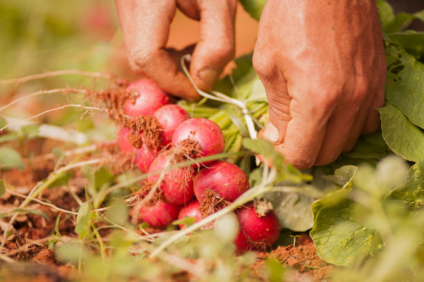 Farmer hands harvesting radish