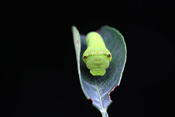 A monarch caterpillar (being raised indoors) hangs upside down in \