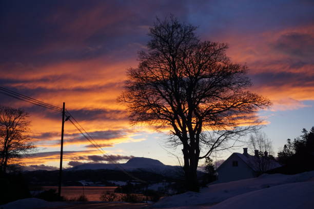 istock Norwegian Outdoors Stock 2024.01.22 Tree 0002 2025310777