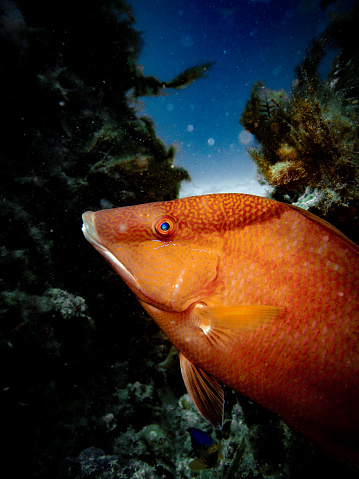 Red snapper (Lutjanus campechanus) hovers above coralheads on the artificial manmade Buckeye Reef, Gulf of Mexico, Steinhatchee, Florida
