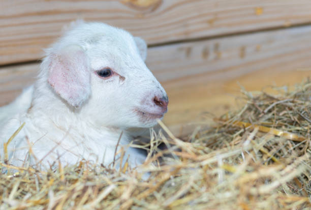 Sheep at a livestock auction in New Zealand.