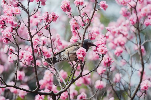 Beautiful plum and a bird at a park in Tokyo.