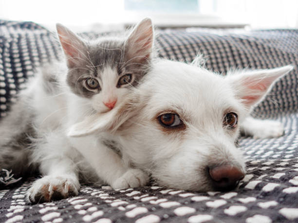 istock Cat taking a selfie with dog 2025325214