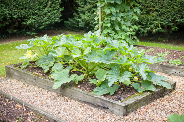 istock Courgette plants growing in a raised bed in a UK garden 2025327939