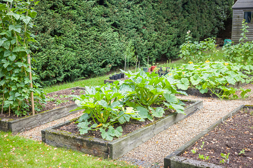 Vegetable garden UK, with raised beds, courgette (zucchini) plants and other vegetables growing in a raised bed in a UK garden in summer