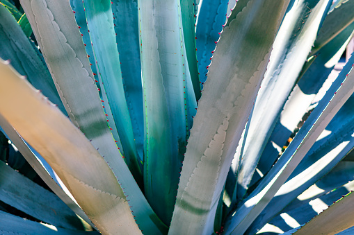 Background of Aloe Vera plant in a botanical garden. Tropical succulent plant
