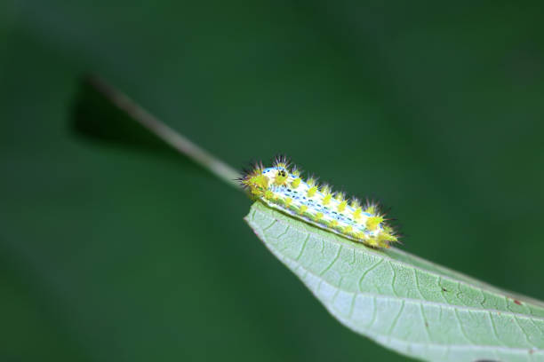 istock Lepidoptera larvae in the wild, North China 2025332690