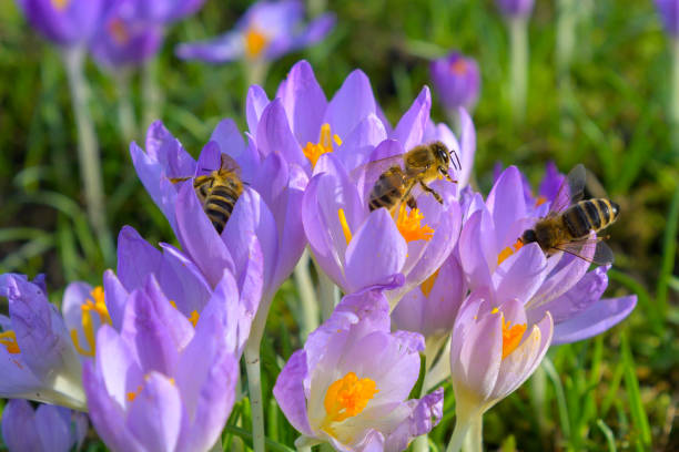 Purple crocuses in spring morning. Bees in the blossoms in this macro close up shot. A lively spectacle in the sunny garden.
