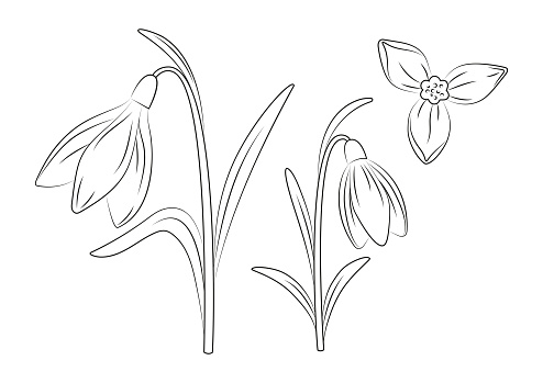 Set of snowdrop flowers in line art style, simple line drawing, isolated on white background