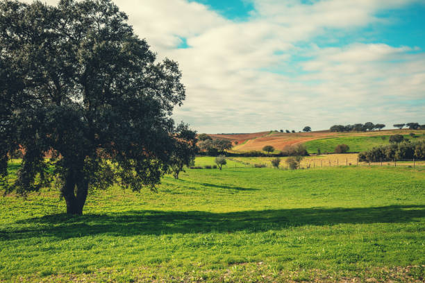 istock Arable field with trees in autumn. Rural landscape 2025348031