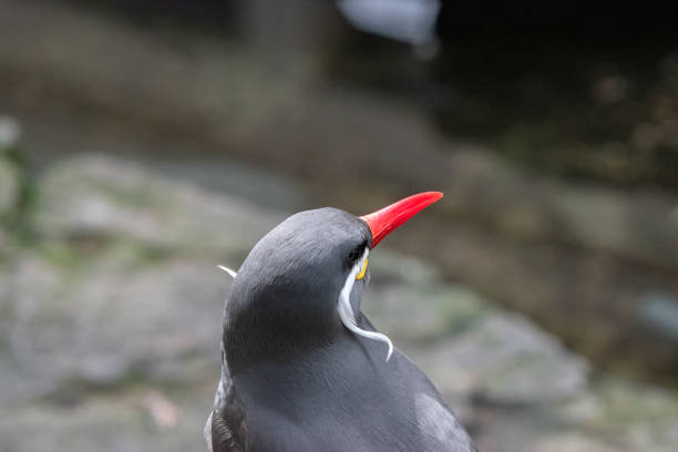 istock Inca Tern Bird At Amsterdam The Netherlands 30-3-2022 2025349957