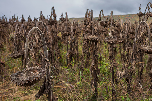A field of dead, dried up sunflowers stand in field in rural Pennsylvania during a gloomy, dark cloud day.