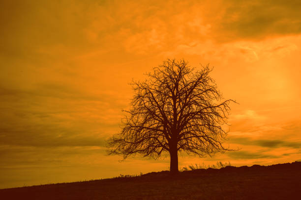 Lonely tree in the field against orange sunset sky