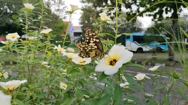 holly rose flower plant - butterfly