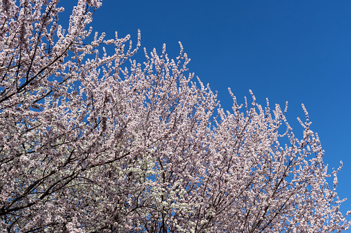 Spring blooming flowers on blue sky background