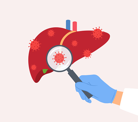 Human Liver With Virus Cells. Doctor Examining Liver With Magnifying Glass