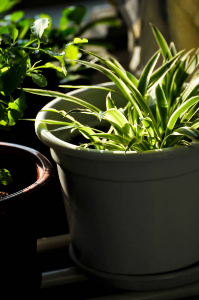 istock Green plants in flower pots 2025364410