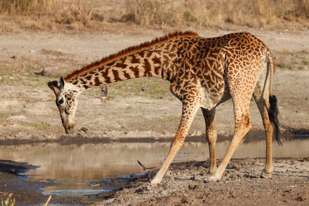 Giraffe Gracefully Bends its Long Neck to Drink from a Tranquil Waterhole in Southern Africa,its Reflection Shimmering on the Surface. Surrounded by the Quiet Expanse of the Savanna,the Scene Captures the Elegance of Wildlife in its Natural Habitat