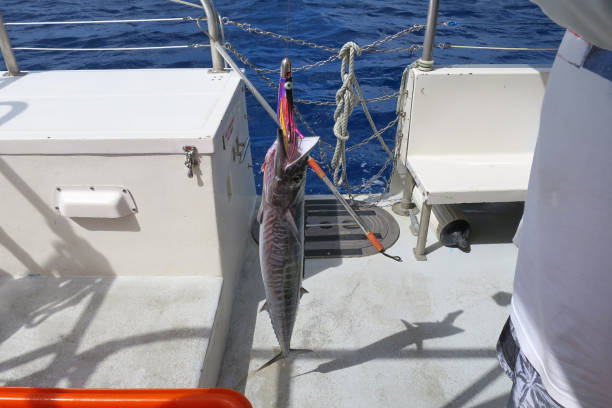 istock [Guam] Big fish caught off the coast 2025366572