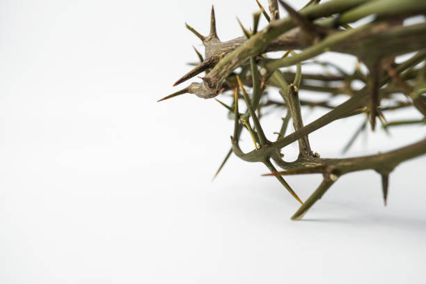 Jesus Wooden Crown of Thorns used by Catholic Christians on Good Friday Ceremony. Isolated on white background with empty blank copy text space. Jesus Wooden Crown of Thorns used by Catholic Christians on Good Friday Ceremony. Isolated on white background with empty blank copy text space. pentecost religious celebration photos stock pictures, royalty-free photos & images