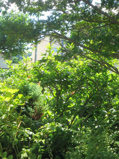 istock A garden full of azalea leaves 2025367645