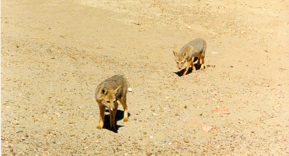 Pair of Argentine foxes in a sandy area near a beach