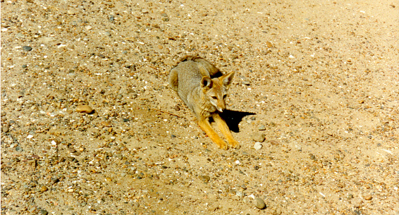 Argentine fox lying in a sandy area near a beach