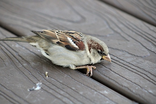 A house sparrow that is knocked out from flying into a window and is resting on a composite wood deck.