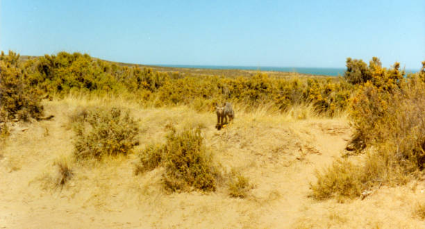 istock Fox in the sand of a mound with bushes 2025369285