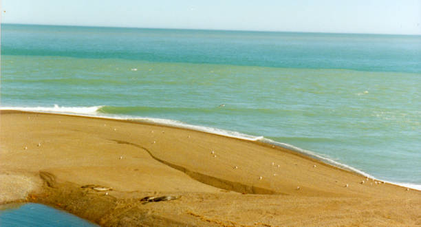 istock Beach lashed by the cold Atlantic waters with sea lions resting. 2025369804