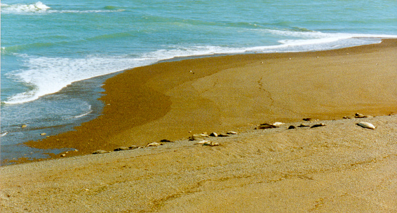 Beach rocked by the waters of the Atlantic with sea lions resting