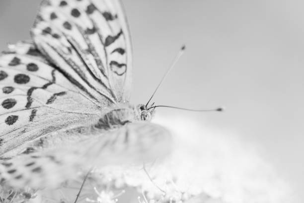A charming butterfly with beautifully colored wings perches delicately on a withered leaf, creating a mesmerizing contrast. Its elegance brings a sense of serenity, as if dancing between life and time itself.