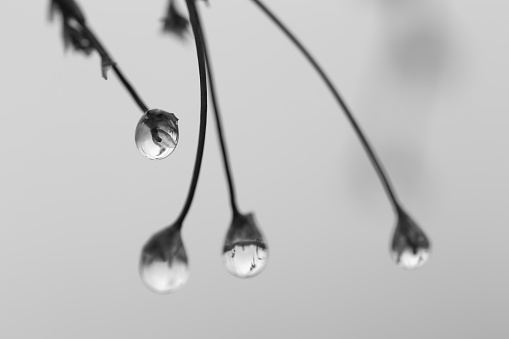 black and white picture of raindrops on twigs