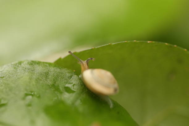 macro image of a snail on a green leaf