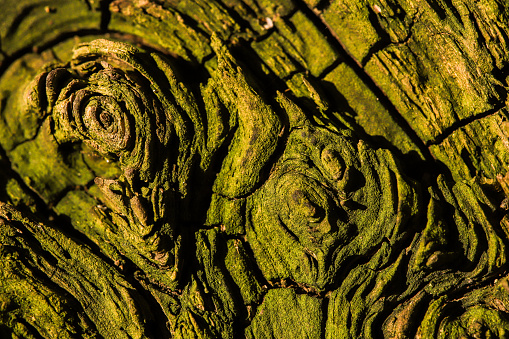 weathered green wood from an old root
