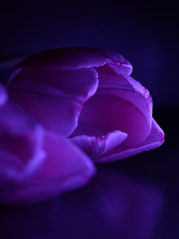Tulpen, donkere achtergrond, paars licht, macro, foto kunst