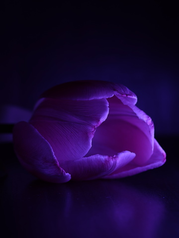 Tulp, donkere achtergrond, paars licht, macro, foto kunst