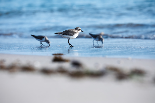The plover birds perched side by side in the water at a beach shore