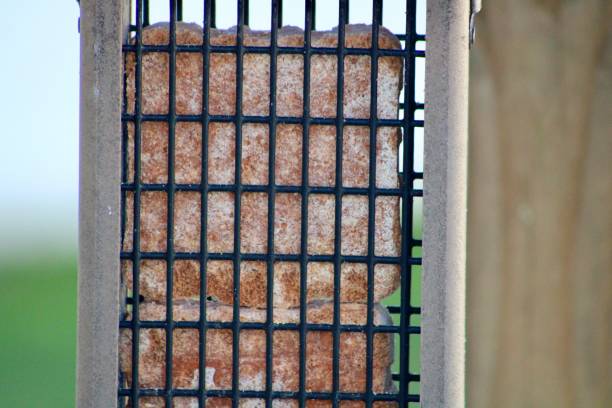 suet feeder - sunflower seed bird seed dried food healthy eating fotografías e imágenes de stock