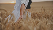 Hand Of A Woman Gently Touching Wheat Field Crop