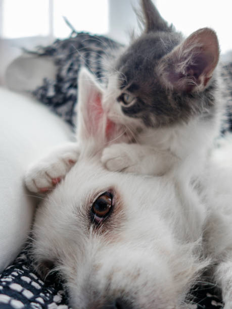 Cat gossiping with dog Cat gossiping with dog hayvan temaları stock pictures, royalty-free photos & images
