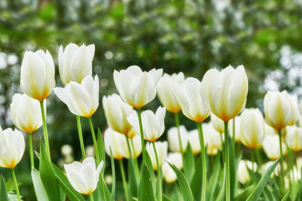 istock White tulips in my garden 2025384425