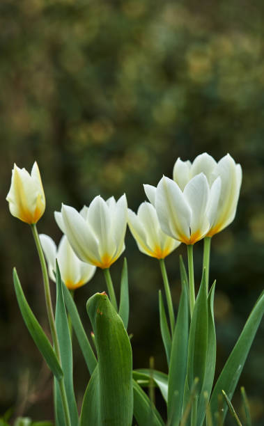 istock White tulips in my garden 2025384427