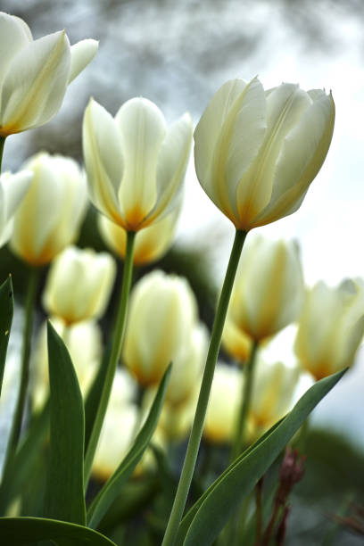 istock White tulips in my garden 2025384428