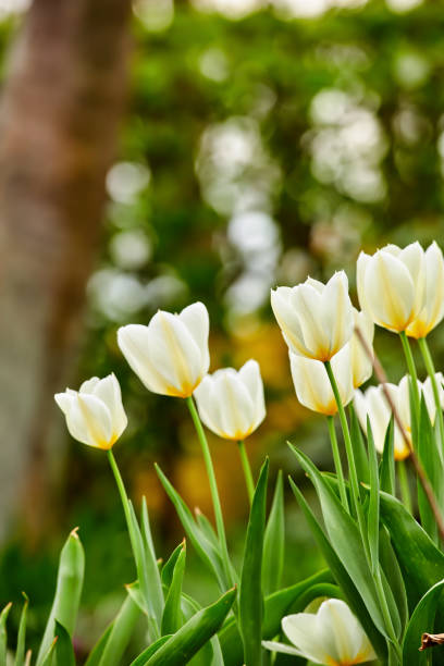istock White tulips in my garden 2025384430