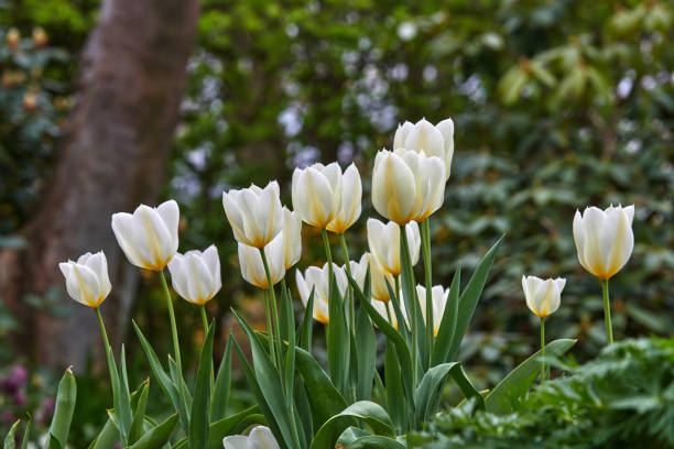 istock White tulips in my garden 2025384436