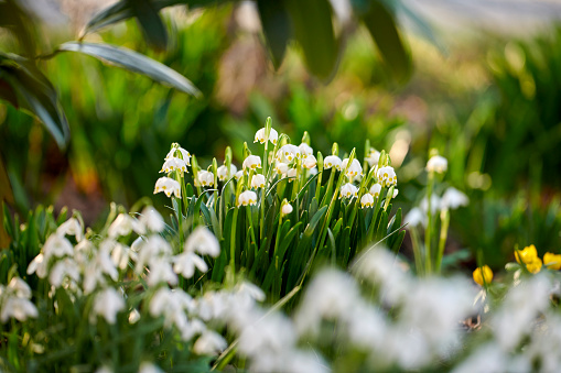 Yellow spring crocuses in the early morning outdoor. Spring flowers with dew in damp grass with light bokeh. Spring background.