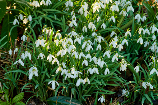 White flowers of three-cornered leek, Allium triquetrum, plant of the onions and garlic family native to the Mediterranean basin.