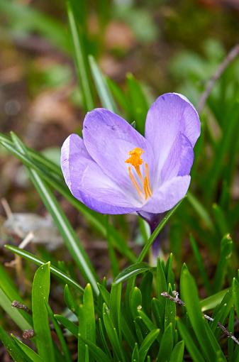 Colorful crocuses on a meadow on a sunny spring day.