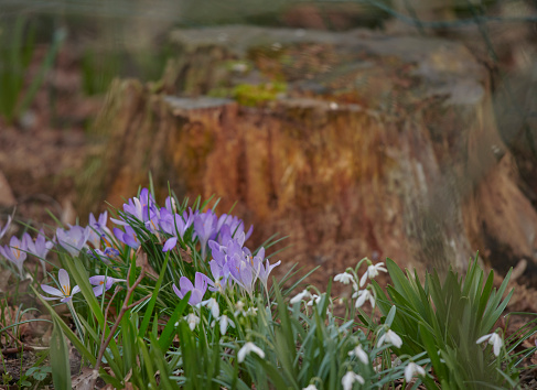 A close-up photo of beautiful blue and purple crocus
